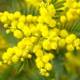 La mimosa