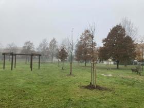 nuove piante